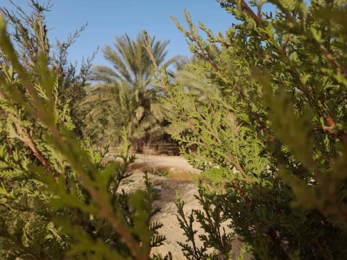 Vente Terrain Agricole Biskra Sidi okba