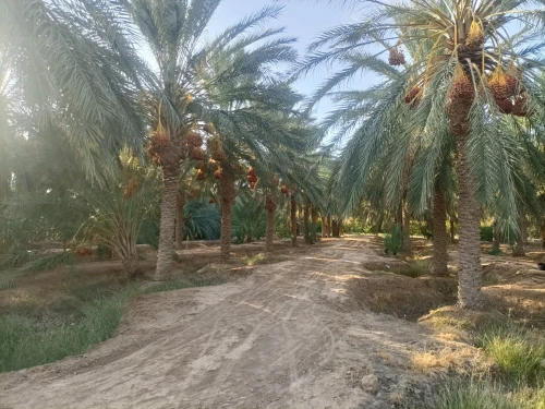 Vente Terrain Agricole Biskra Sidi okba