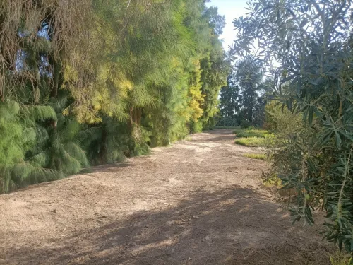 Vente Terrain Agricole Biskra Sidi okba