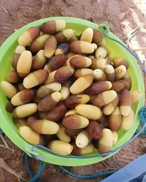 Vente Terrain Agricole Biskra Sidi okba