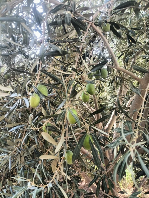 Vente Terrain Agricole Biskra Sidi okba