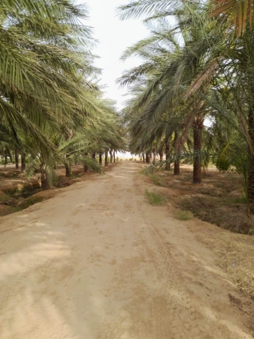 Vente Terrain Agricole Biskra Sidi okba