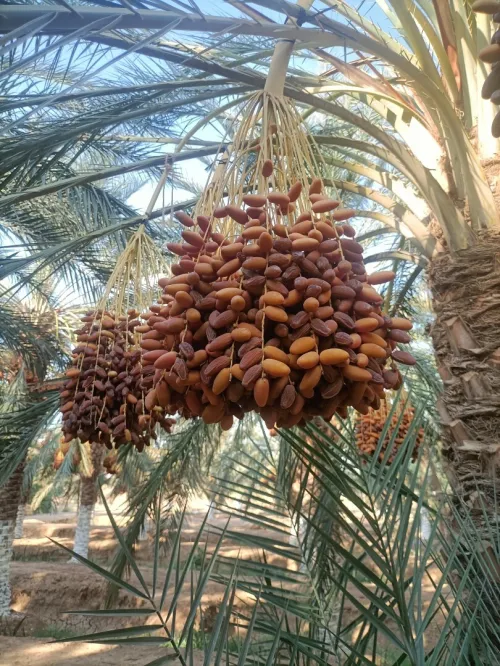 Vente Terrain Agricole Biskra Sidi okba