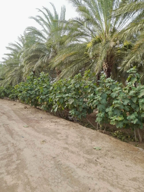 Vente Terrain Agricole Biskra Sidi okba