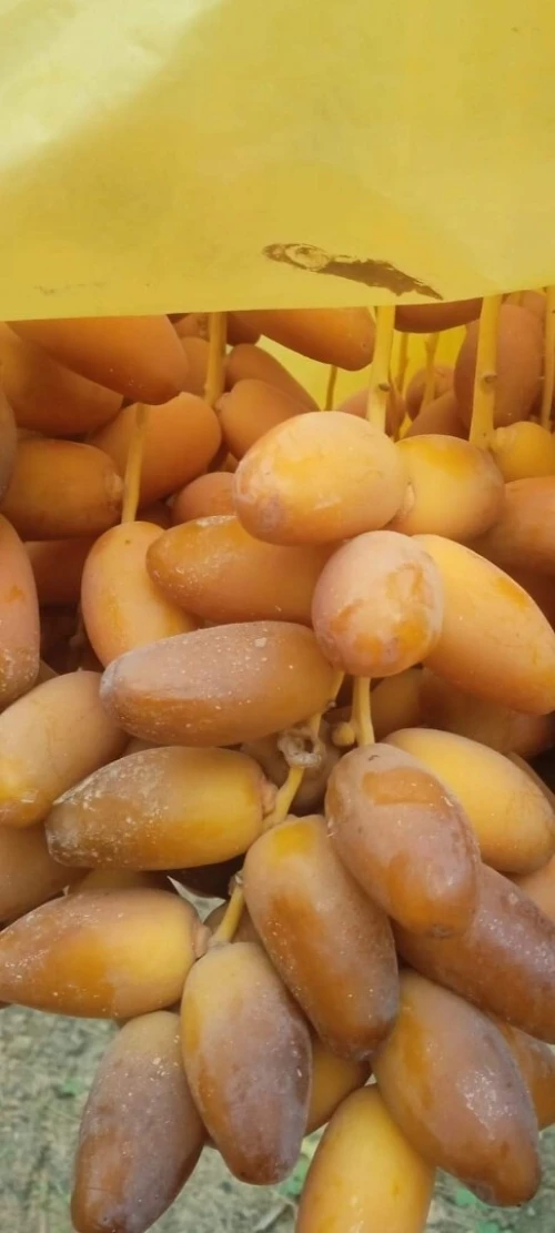 Vente Terrain Agricole Biskra Sidi okba
