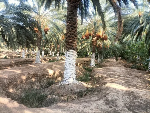 Vente Terrain Agricole Biskra Sidi okba