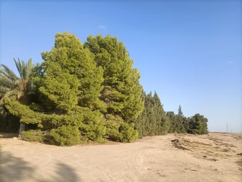 Vente Terrain Agricole Biskra Sidi okba