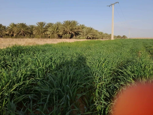 Vente Terrain Agricole Biskra Sidi okba