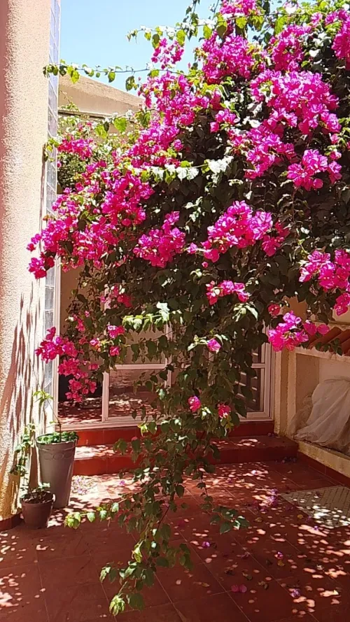 Location Appartement Niveau de villa F2 Alger Douera