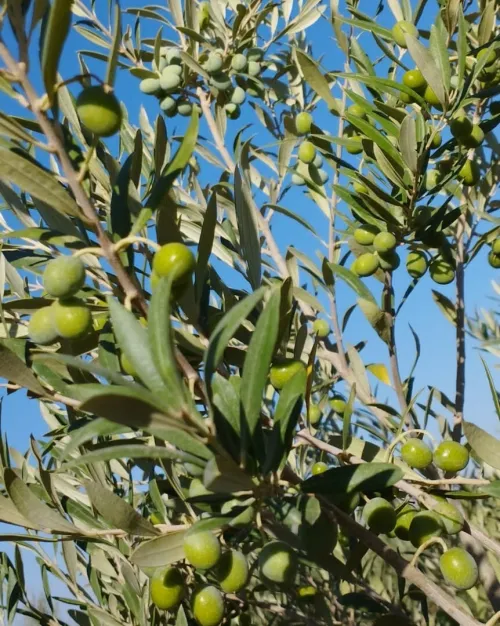 Vente Terrain Agricole M'Sila Mcif