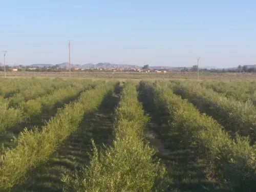 Vente Terrain Agricole M'Sila Mcif