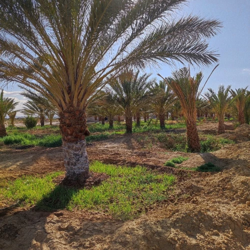 Vente Terrain Agricole Biskra El outaya