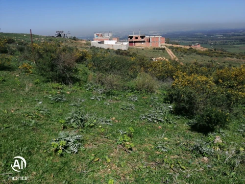 Vente Terrain Blida Bouinan