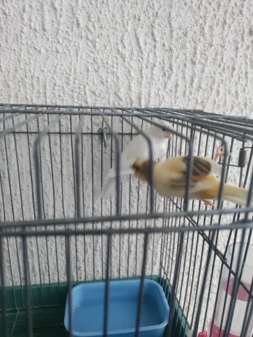 couples de canari