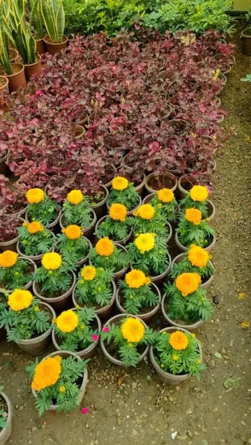 DECORATION DES JARDIN