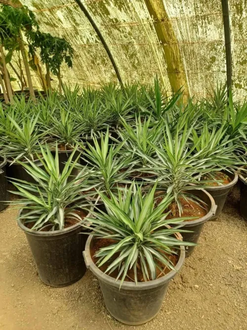 Jardinage