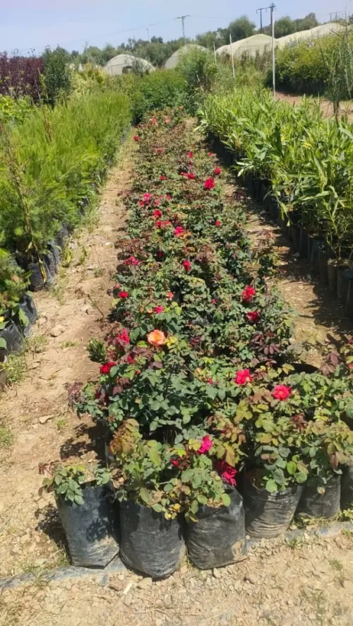 AMENAGEMENT DES jardin
