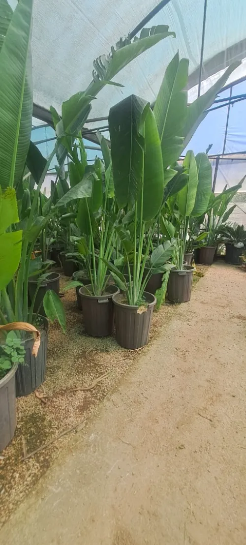 travaut jardinage