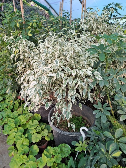 DECORATION DES JARDIN