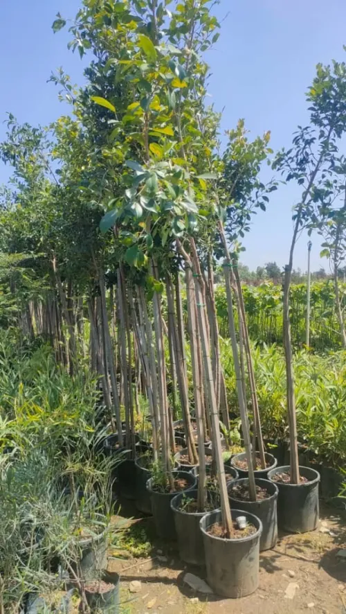 amenagement des espaces verts