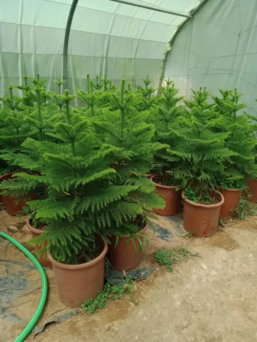 Jardinage