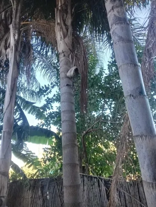 deco vert