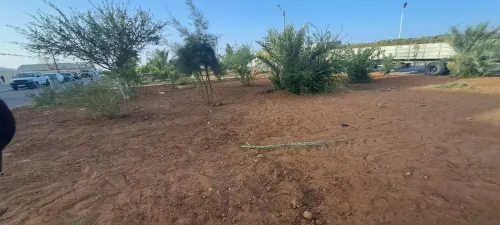 gazon&les arbres& les roses