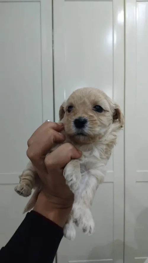 Caniche nés le 21 Décembre 2025