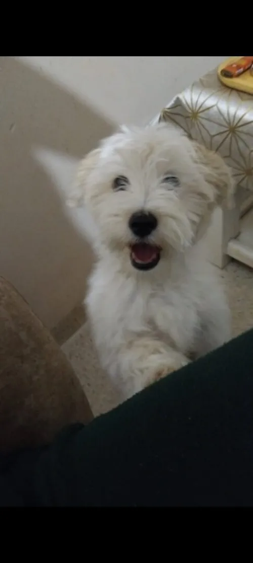 Caniche femelle bichon