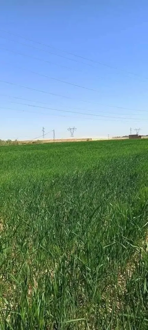 Vente Terrain Biskra Biskra