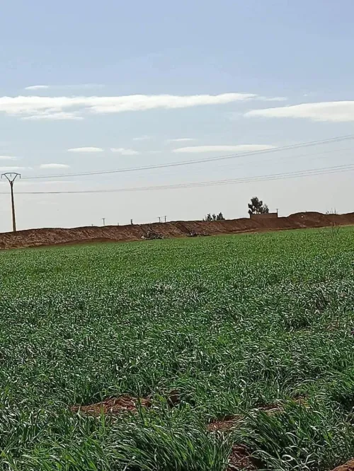 Vente Terrain Biskra Biskra