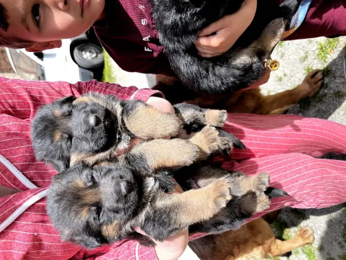 Chiots females berger