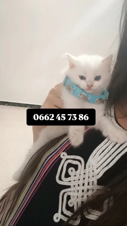 Chat mâle shirazzi âge 2 mois