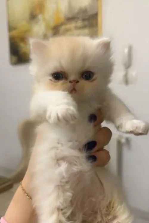 Chat persan Peaky face