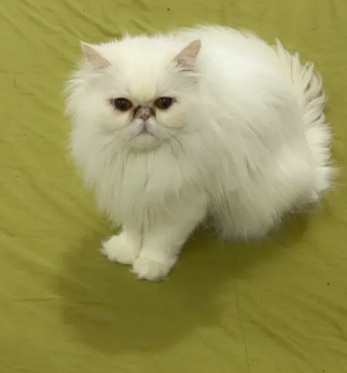 Chat persans Picky face mâle 1 ans et demi