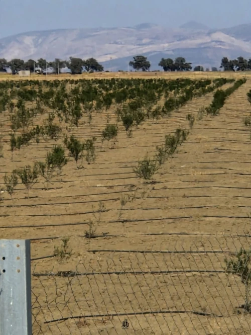 Vente Terrain Agricole Aïn Témouchent Ain el arbaa