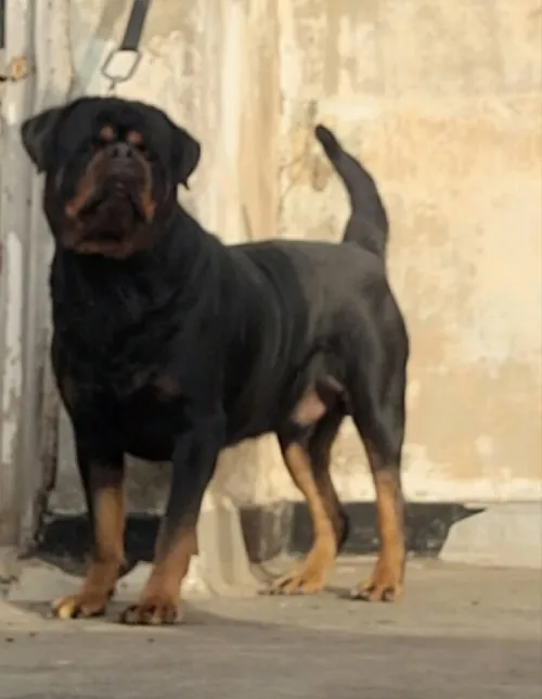 Chiot rottweiler Serbie 