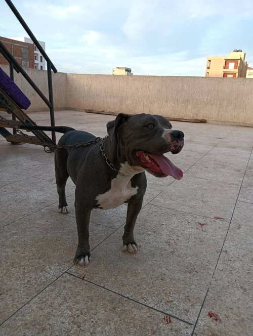 À vendre deux chiennes américain bully une pokette et l'autre xl 
