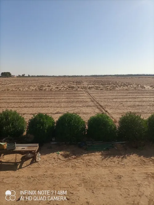 Vente Terrain Agricole Djelfa Hassi bahbah