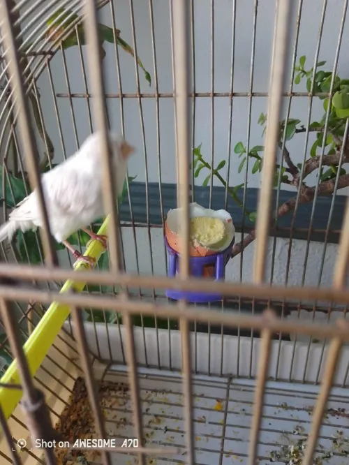 Canari satiné 