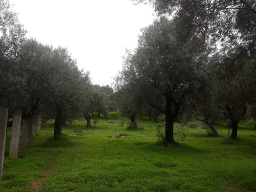 avendre arbres oliviers