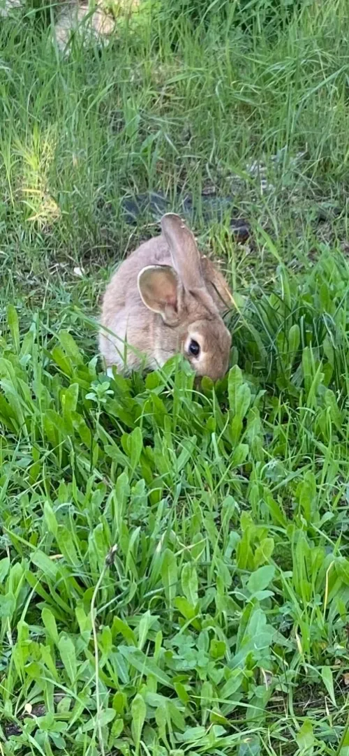Lapin 100% bio 0 aliment 0antibiotique 