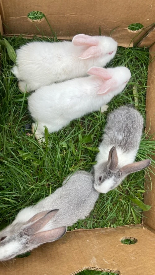 Lapins et laperaux n tmurth