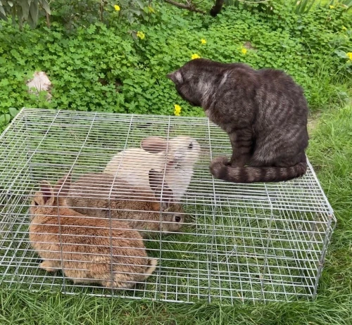 Lapins et laperaux n tmurth