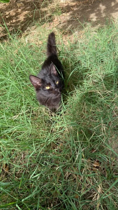 Chatton pour adoption