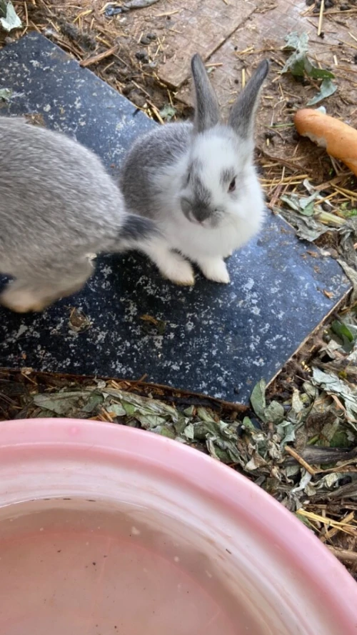 Lapins et laperaux n tmurth