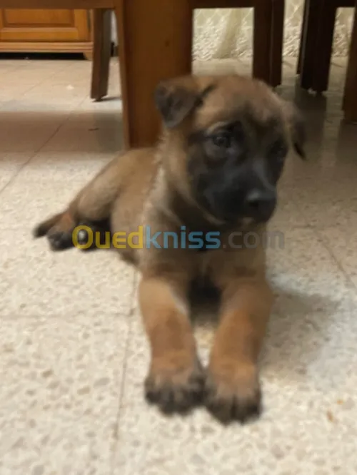 Chiots malinois oure race