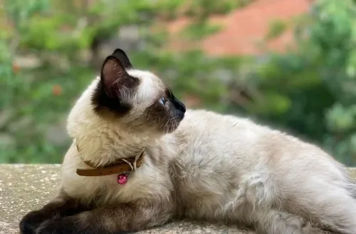 magnifique chat siamois