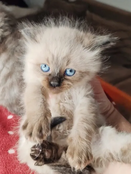 Petit chat person silver et himalya