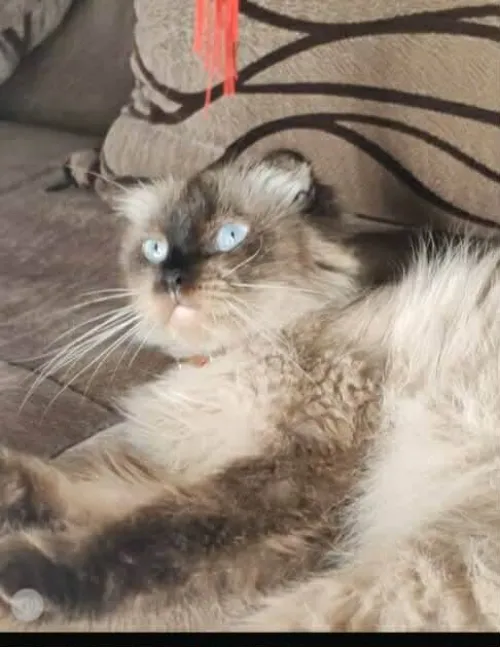 2 chat mal person femelle scotich flod
